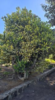 GC-Parque Botanico de Maspalomas 2025-015.jpg